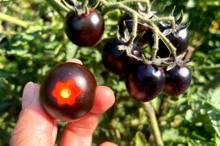 Czarne pomidory koktajlowe black cherry. Kiedy je zrywać? Jak o nie dbać?