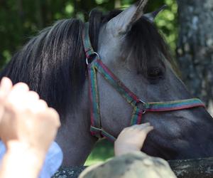 Jarmark koński w lubelskim skansenie przyciągnął tłumy