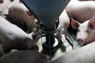 Pan Zdzisław: “Dostałem mandat, bo napoiłem własne świnie”.