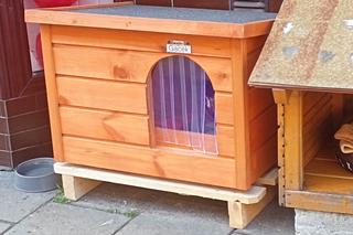 Kot Gacek zostanie ambasadorem wolno żyjących kotów?