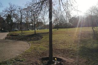 Toruń. Aura sprzyja drogowcom na al. św. Jana Pawła II! Przesadzono drzewa 