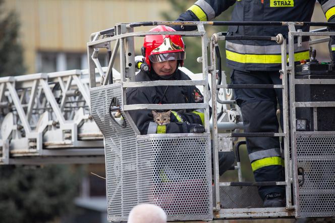 Kot fajtłapa wezwał strażaków.