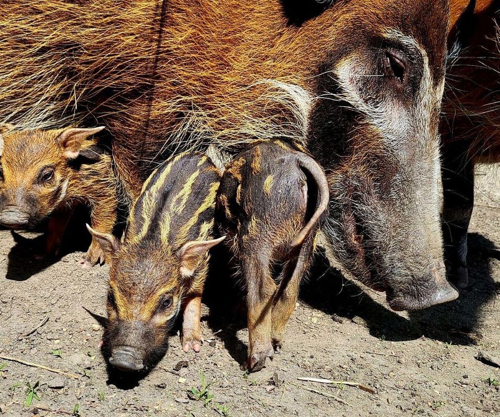 Najsłodsze świnki urodziły się w chorzowskim ZOO