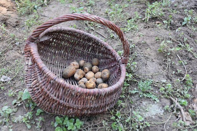 W skansenie w Lublinie pokazali, jak dawniej wyglądały wykopki kartoflane