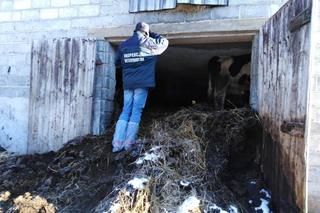 Żytno: W oborze było tyle odchodów, że krowy dotykały sufitu! Stado żyło w HORRORZE! 