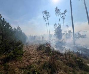 Pożar lasu w Nędzy