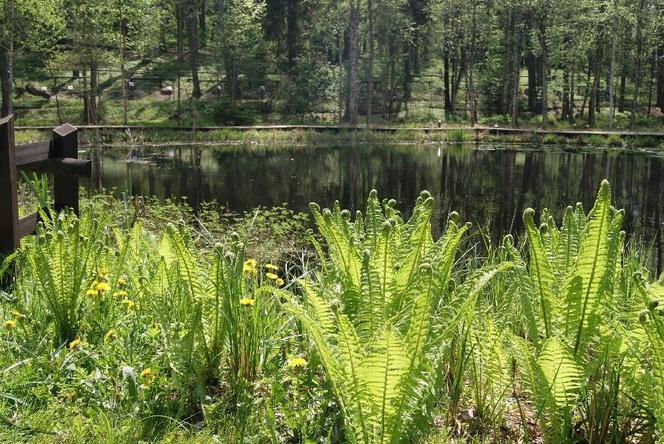 Leśne arboretum w Kudypach otwarte dla zwiedzających [ZDJĘCIA]