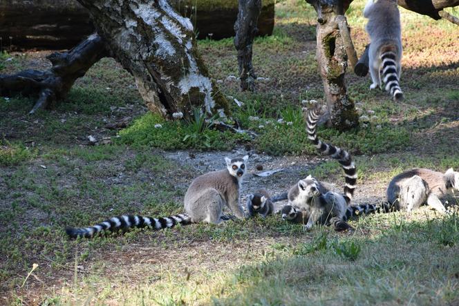 Lubelskie: Są naprawdę słodkie! Zobaczcie małych mieszkańców zamojskiego zoo [GALERIA]