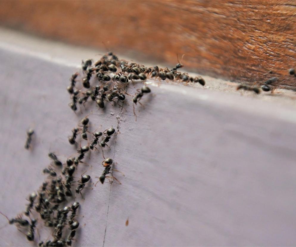 Sposób na mrówki w ogrodzie. Zrób domowy preparat na insekty