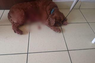 Agresywna akita zagryzła na śmierć mniejszego psa 