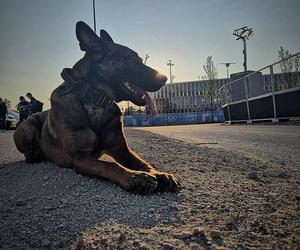 Bydgoski policjant i jego pies wylądowali w Paryżu! Czuwają nad bezpieczeństwem podczas Igrzysk Olimpijskich