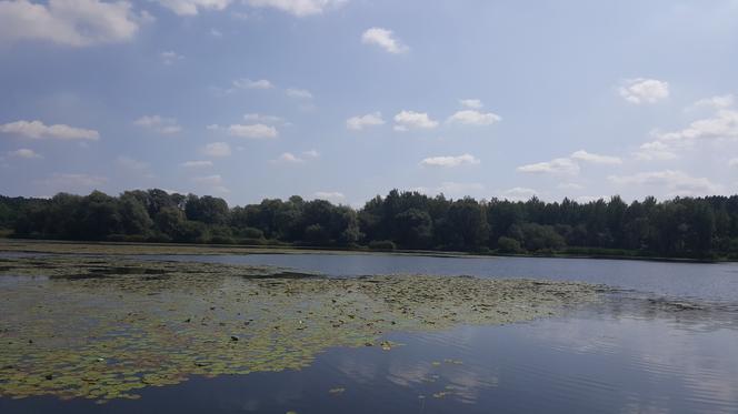 Pomost widokowy na Pogorii II w Dąbrowie Górniczej