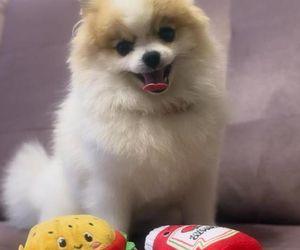 Daisy Najman, pies Marcina Najmana