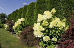 Hortensje bukietowe w ogrodzie