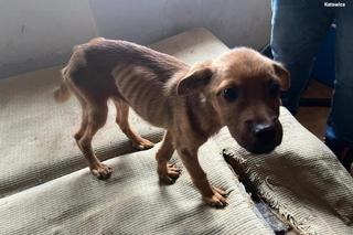  Skrajnie zaniedbane psy i szczury odebrane właścicielce. Serce pęka na ich widok