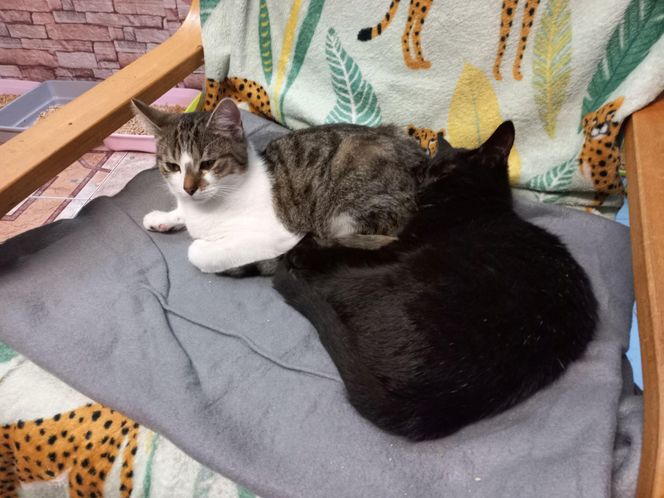 Poszukiwani wolontariusze do pomocy w Kociarni w Lesznie