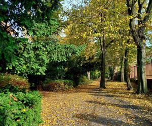 Chodźcie z nami na spacer po Ogrodzie Botanicznym UKW w Bydgoszczy. To ostatnia szansa!