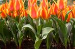 Tulipany Kaufmanna