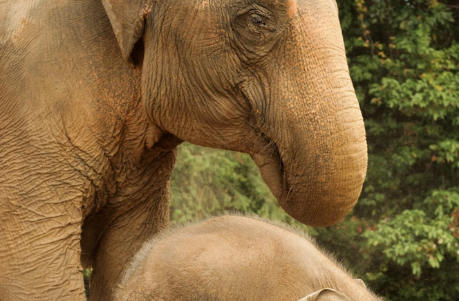 Słoń azjatycki 