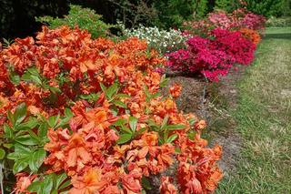 Arboretum Kórnickie - raj dla miłośników pięknych roślin
