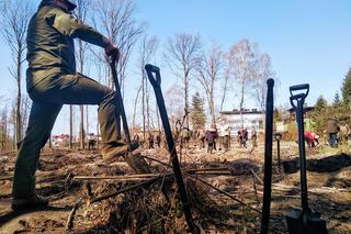 Katowice: Leśnicy sadzą na Muchowcu nowe drzewa [ZDJĘCIA, AUDIO]