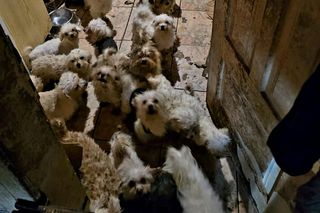 Koszmar w nielegalnej hodowli psów. Prawie 40 zwierząt w skandalicznych warunkach!