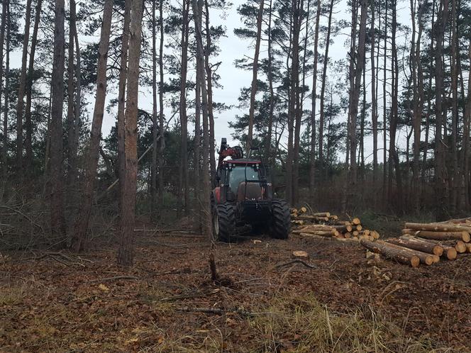 ​Wycinają sosny na ulicy Geodetów w Lesznie. Co tam powstanie? 