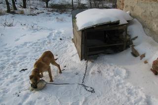 1 proc. podatku dla podopiecznych. Wspomóż Towarzystwo Opieki nad Zwierzętami