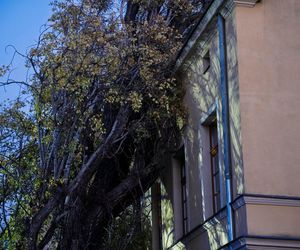 Polska pod naporem wichur! Strażacy nie mieli chwili wytchnienia