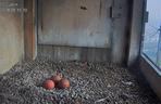 W gnieździe lubelskich sokołów są już trzy jajka!