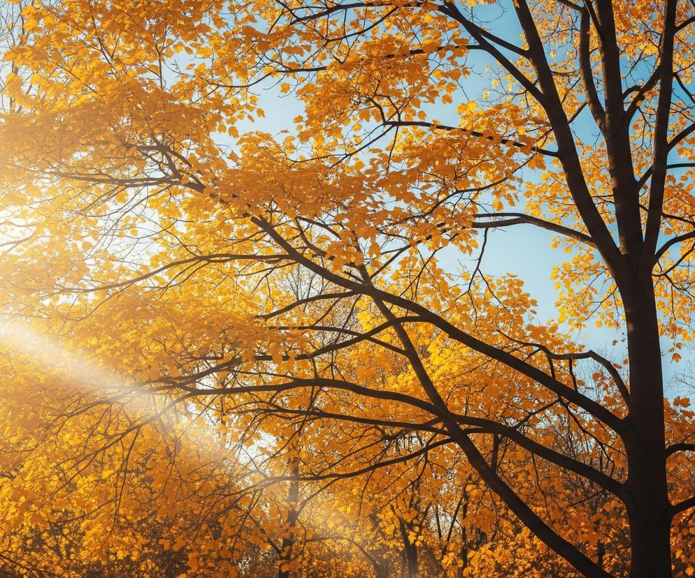 Gęste korony drzew o liściach w jaskrawym, złotym kolorze wypełniają większą część kadru. Gałęzie są ciemne i rozgałęzione, tworząc wyraźny kontrast z intensywnym błękitem nieba widocznym między nimi. Słońce, znajdujące się w lewym górnym rogu, promienieje jasnym, rozproszonym światłem, tworząc efekt poświaty i rozbłysków przechodzących przez liście. Scena przedstawia jesienny krajobraz, gdzie światło słoneczne podkreśla bogactwo barw.