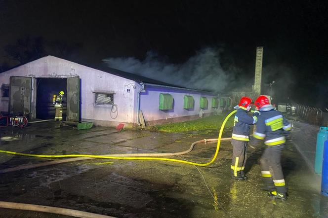 Pożar kurnika w Lubawie. Są straty w inwentarzu