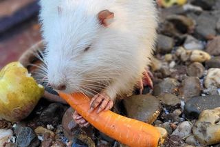 Zaadoptuj nutrię. Już teraz możesz stać się wirtualnym rodzicem uratowanego przez rzezią gryzonia z Rybnika