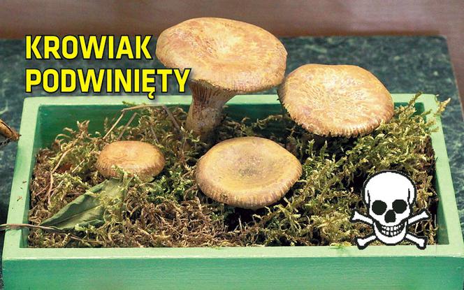 Tych grzybów nie zbieraj