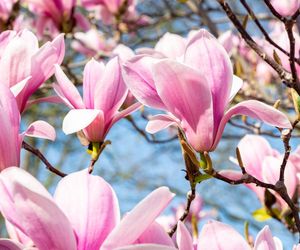 Wiosenna odżywka do magnolii. Olbrzymie i mięsiste kwiaty szybko zakwitną. Każdy będzie chciał sobie zrobić zdjęcie na tle tego pięknego drzewka