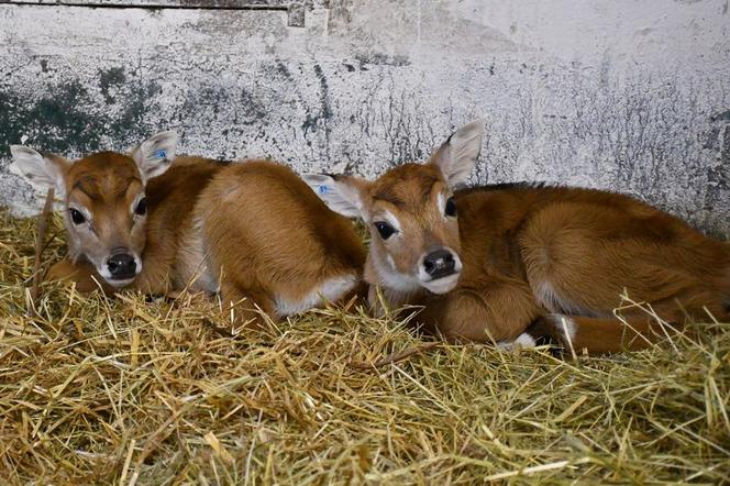 Poznańskie zoo przywitało zimę. Część zwierząt już jest w zimowiskach.