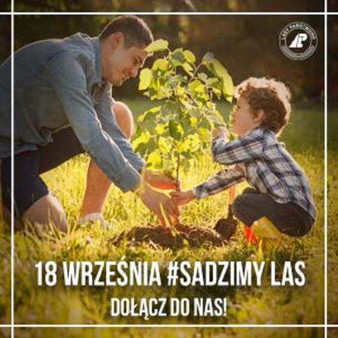 Nadleśnictwo Starachowice rozdaje darmowe sadzonki ( 18.09)