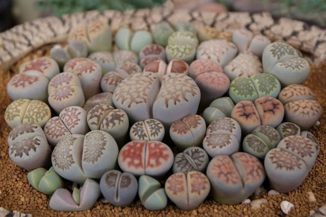 Lithops