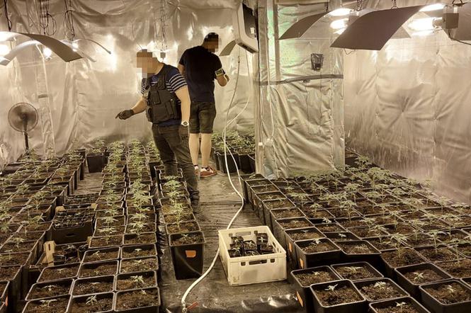 Ogromna plantacja marihuany pod Warszawą. Ponad 300 krzewów nielegalnego zioła rosło na poddaszu domu