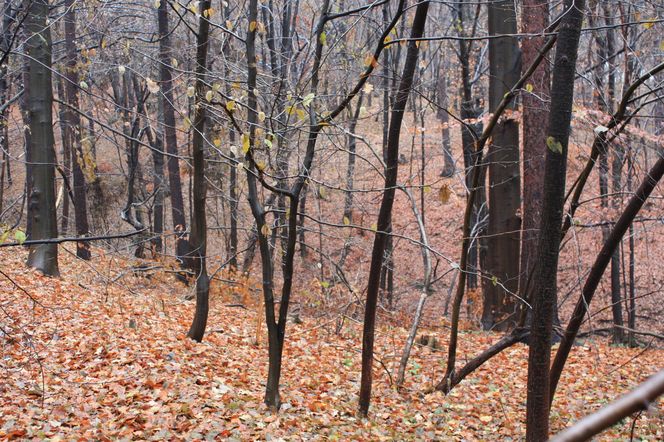 Rezerwat Grapa w Żywcu