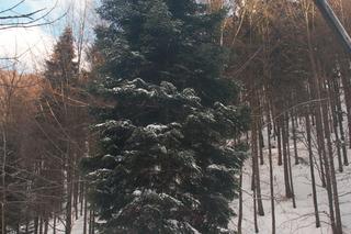 16-metrowa jodła zawita do Krakowa. Stanie przed oknem papieskim