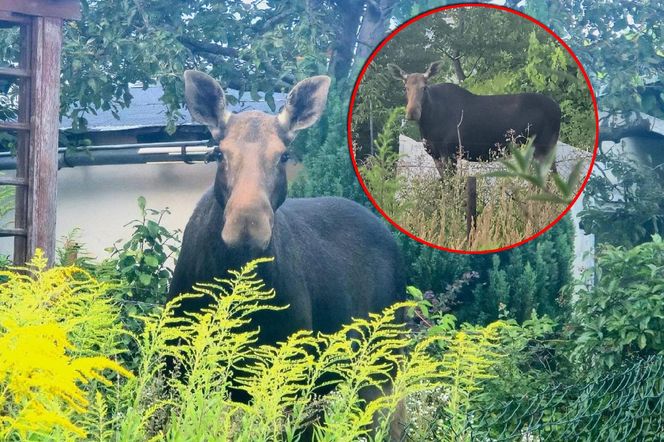 Nietypowy gość wystraszył działkowiczów! Musiała przyjechać policja