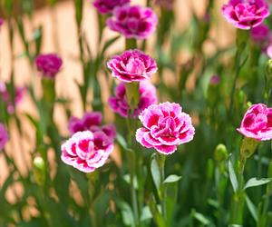 Goździk ogrodowy (Dianthus caryophyllus)