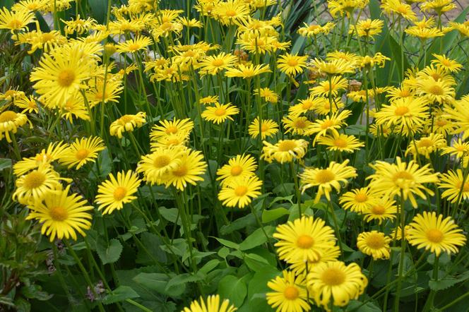 Lubisz żółte kwiaty ogrodowe? Te są najpiękniejsze