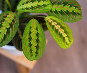 Maranta