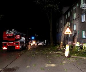 Bytom. 44-latek roztrzaskał auto na drzewie. Ford został zmiażdżony
