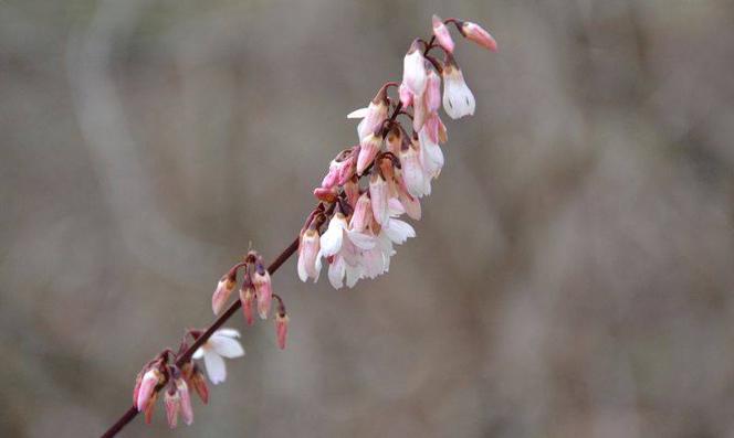 Abeliofylum koreańskie, Abeliophyllum distichum