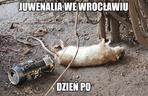 Szczury przejęły władzę nad Wrocławiem. Zobacz Najlepsze MEMY!