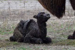 W poznańskim zoo urodził się mały wielbłąd.