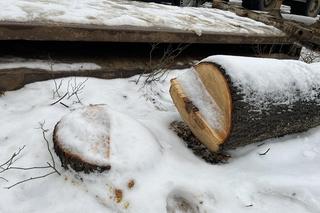 Wycinka drzew w Pruszkowie 